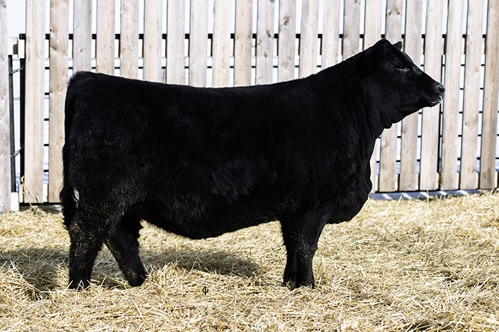bull