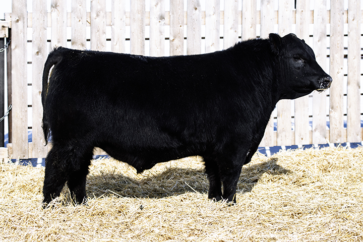 bull