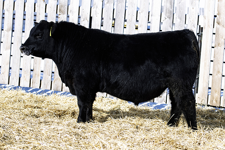 bull